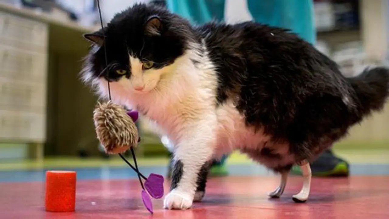 Photo: Copyright boredpanda.com