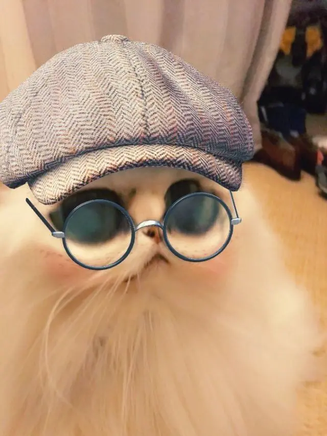 6 Potret Kucing Betina Pakai Filter HP Biar Cantik, Tampak Lucu