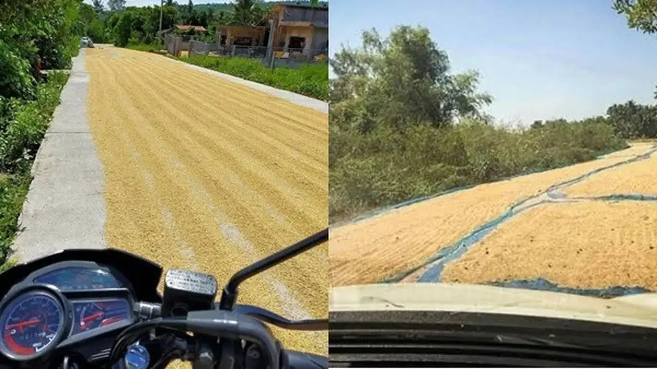 Kumpulan Potret Padi Dijemur di Tengah Jalan, Kendaraan Bermotor Jadi Sulit Melintas