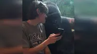 Baru-baru ini seorang pengunjung kebun binatang mendapati seekor gorila yang juga kecanduan ponsel.