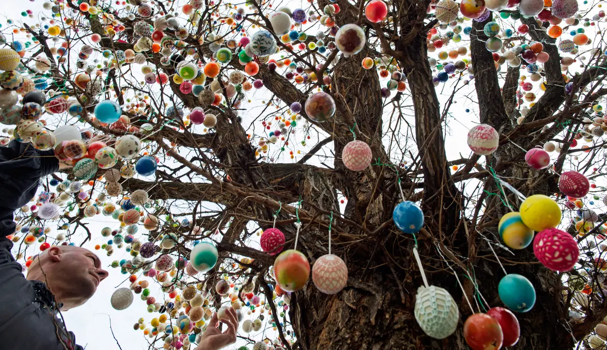 Uwe Gerstenberg mendekorasi pohon robinia dengan 10.000 telur paskah warna-warni di kota Saalfeld, Jerman, Jumat (30/3). Pohon Paskah merupakan tradisi lain yang berumur berabad-abad dan dibuat dari pohon atau semak kecil yang masih hidup. (AP/Jens Meyer)