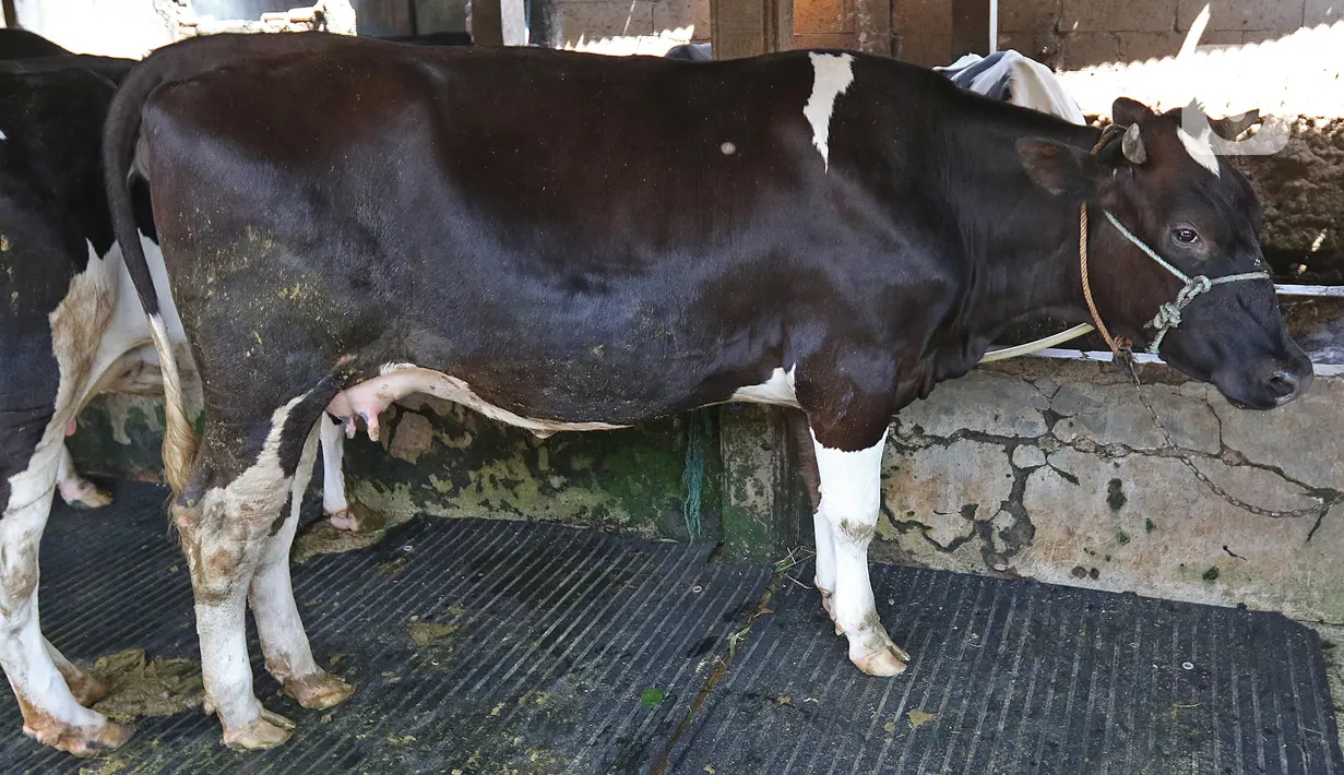 Salah satu sapi di peternakan sapi, kawasan Pengadegan, Jakarta, Sabtu (14/11/2020). Kementerian Pertanian bekerja sama dengan Pemprov DKI melalui Dinas Ketahanan Pangan, Kelautan dan Pertanian DKI Jakarta (KPKP), untuk meningkatkan produksi ternak sapi dan kerbau. (Liputan6.com/Herman Zakharia)