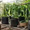 Cara Menanam Pare di Polybag, 6 Langkah Mudah untuk Berkebun di Rumah dengan Lahan Terbatas
