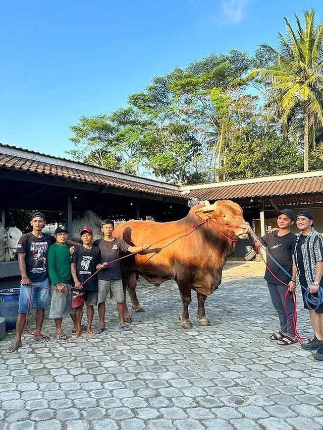 7 Potret Wariso, Sapi Kurban Jumbo Milik Irfan Hakim yang Curi Perhatian