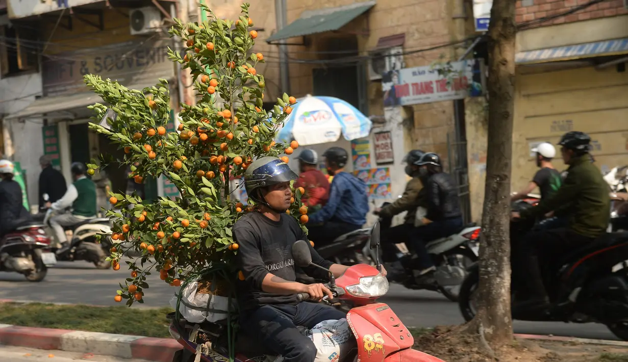 Seorang petani mengangkut pohon Kumquat untuk mengirimkannya ke pelanggan yang akan merayakan Tahun Baru Imlek di Hanoi, Vietnam, Rabu (25/1). Menurut kalender Lunar, Imlek tahun ini merupakan tahun ayam api. (Hoang DINH Nam/AFP)