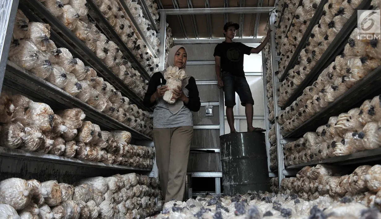Petani saat memanen jamur tiram di kawasan Pulo Kambing, Jakarta, Rabu (26/12). Rumah jamur yang dibangun swadaya oleh Petani Kerabat Pulo Kambing (PKPK) ini mampu menampung sekitar 1.500 bag log (bibit jamur). (Merdeka.com/Iqbal S. Nugroho)