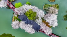 Foto udara memperlihatkan orang-orang sedang menikmati keindahan bunga sakura bermekaran di sebuah taman di Ningbo, Provinsi Zhejiang, China, 20 Maret 2023. (STR/AFP)