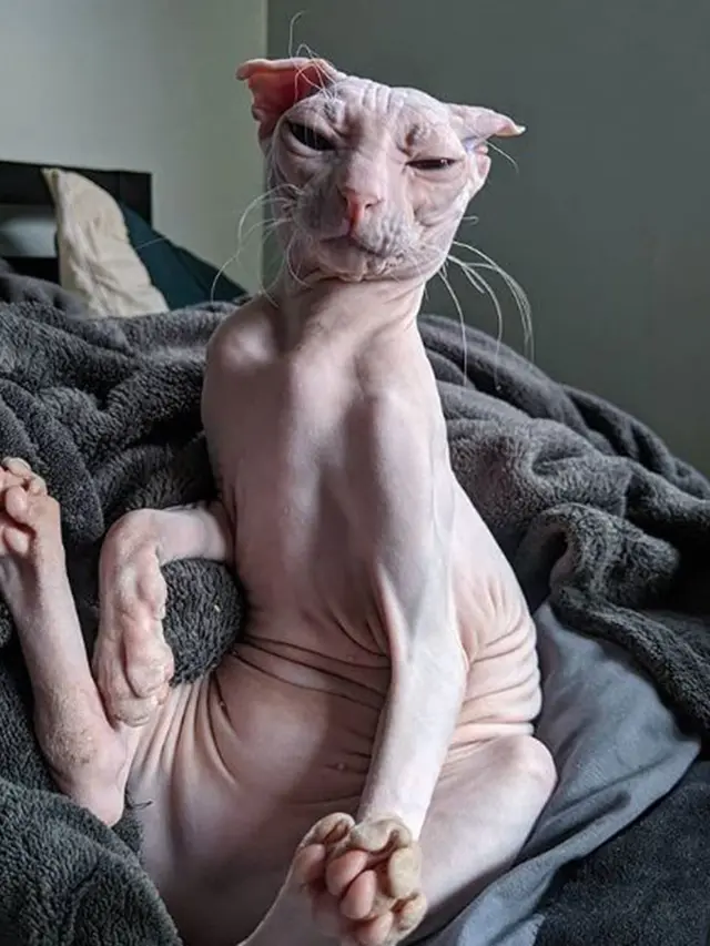 ekspresi kucing