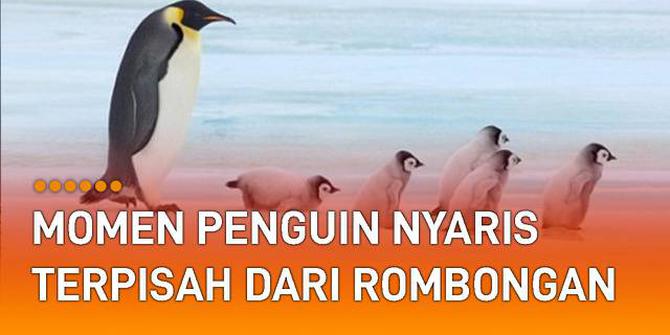 VIDEO: Momen Menegangkan Penguin Nyaris Terpisah Dari Rombongan
