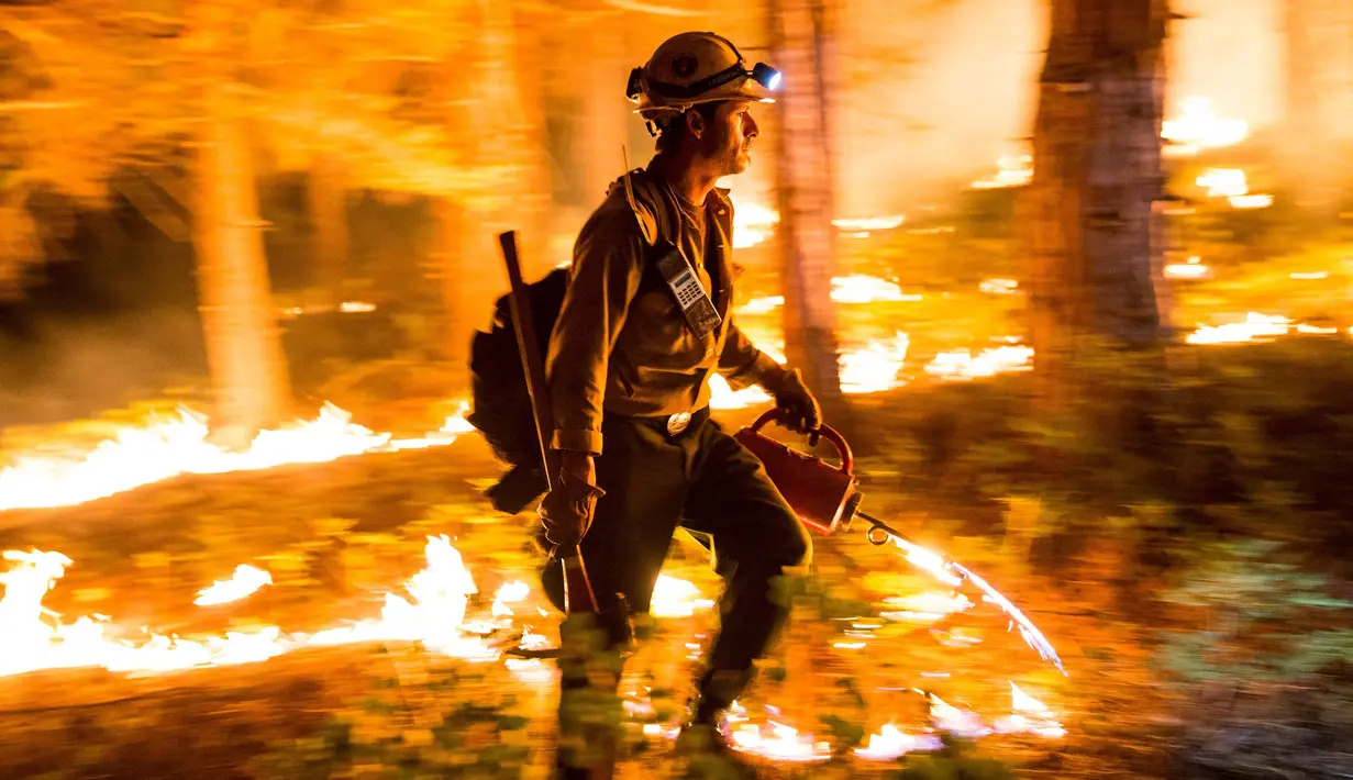 Petugas pemadam saat berusaha memadamkan api di Hutan Nasional Sierra, California, AS, Jumat (21/8/2015).  Daerah California telah mengalami musim kemarau terburuk akhir – akhir ini. (REUTERS/Max Whittaker)  