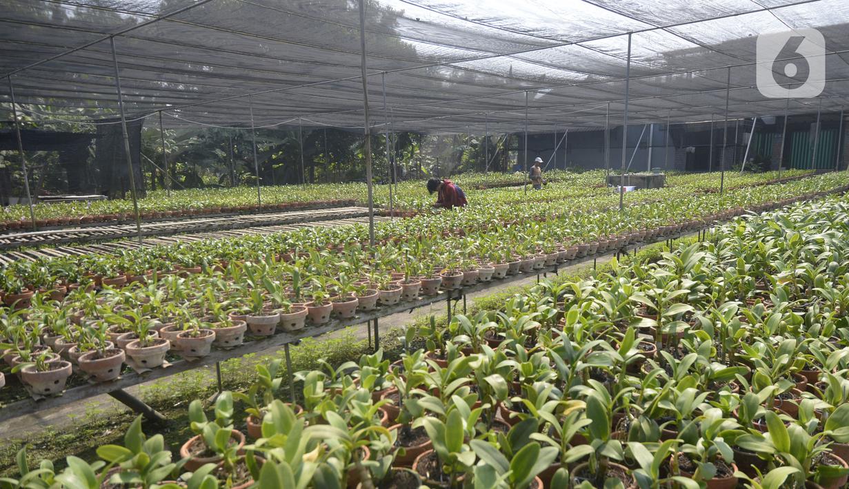 FOTO Melihat Budi Daya Anggrek Dendrobium di  Tangerang 