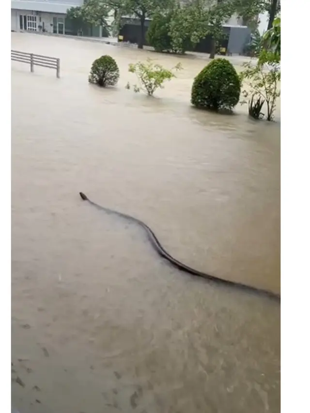 Momen Mendebarkan Ibu Digigit Ular saat Banjir, Menunggu Evakuasi 32 Jam