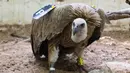Seekor burung bangkai menerima perawat oleh petugas di sebuah klinik hewan, Tel Aviv, Israel, (29/1). Seekor burung ditangkap di Lebanon  karena diduga mata-mata Israel  dilepaskan  setelah penjaga perdamaian dari PBB turun tangan. (JACK GUEZ / AFP)