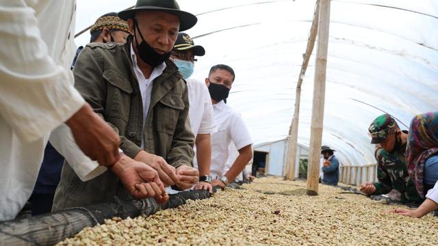 Menteri Koperasi dan UKM Teten Masduki panen kopi. (Dok Kemenkop)