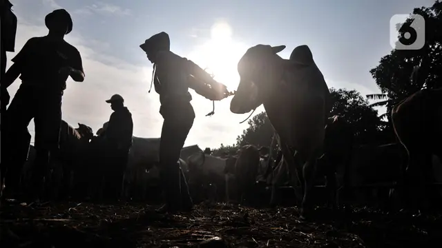 Berburu Hewan Kurban di Pasar Terbesar se-Jabodetabek