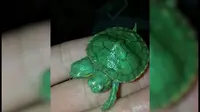 Mengejutkan, peternak kura-kura ini mendapatkan bayi kura-kura berkepala dua.