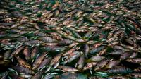 Tumpukan ikan mati terlihat di tepi Sungai Salado, Provinsi Buenos Aires, Argentina, 22 Januari 2023. (AP Photo/Natacha Pisarenko)