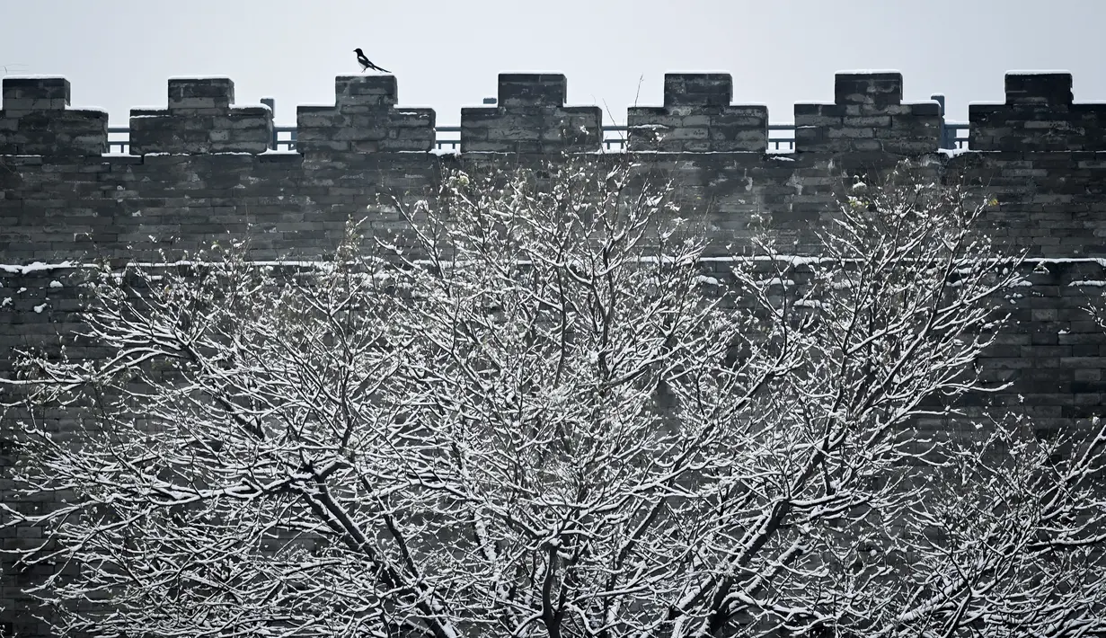 Murai (atas kiri) terlihat di dinding Kota Terlarang setelah salju turun di Beijing (30/11/2019). Salju yang turun Jumat malam, mencapai tingkat badai salju di distrik Yanqing dan Changping yang terpencil. (AFP Photo/Wang Zhao)