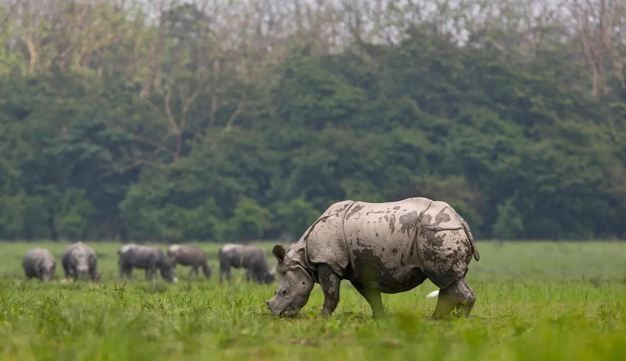 Seekor badak bercula satu bertanduk di sebuah ladang di cagar alam Pobitora, sekitar 60 kilometer di sebelah timur Gauhati, India, (23/5). Tempat ini memiliki populasi padat badak bercula satu di dunia. (AP Photo/Anupam Nath)