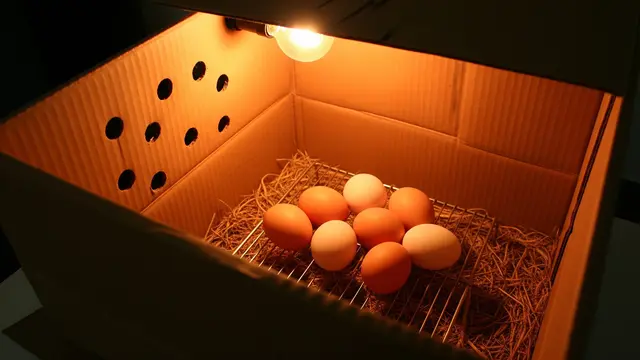 Cara Menetaskan Telur dengan Lampu