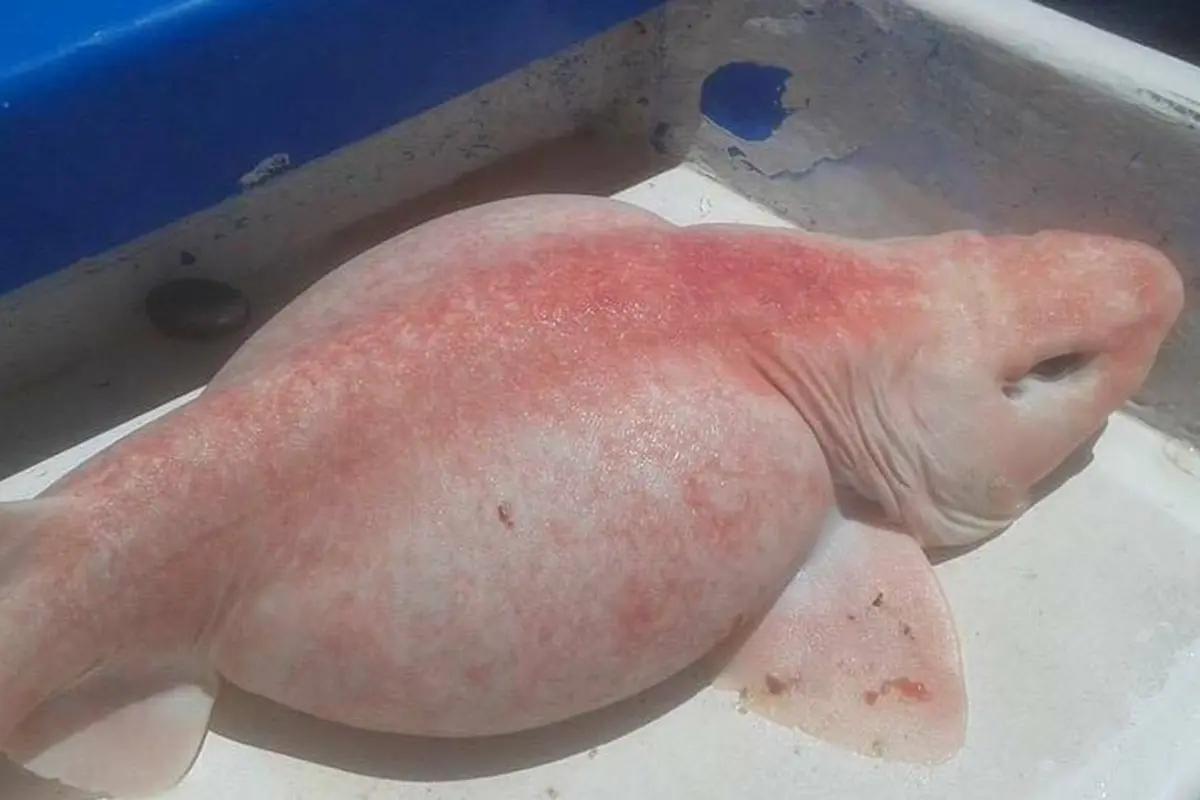 'Ikan Alien'