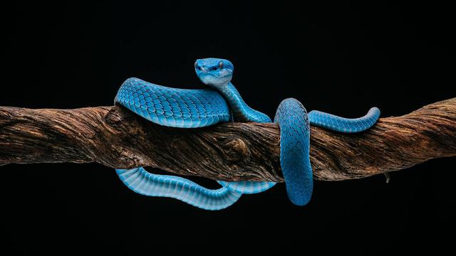 Komodo Island Blue Pit Viper