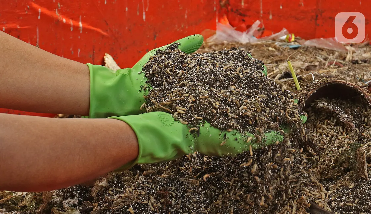 Petugas menunjukkan maggot di Kantor Dinas Lingkungan Hidup DKI Jakarta, Selasa (3/11/2020). Dinas Lingkungan Hidup DKI Jakarta memberdayakan maggot untuk mengurai sampah organik yang bersumber dari sumbangsih warga per wilayah sebagai pupuk kompos. (Liputan6.com/Herman Zakharia)