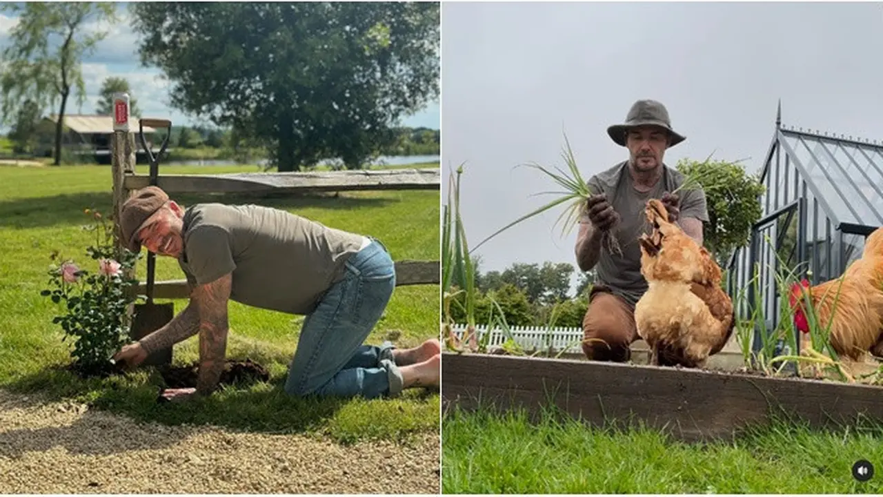 6 Potret David Beckham saat Berkebun, Panen Daun Bawang untuk Victoria