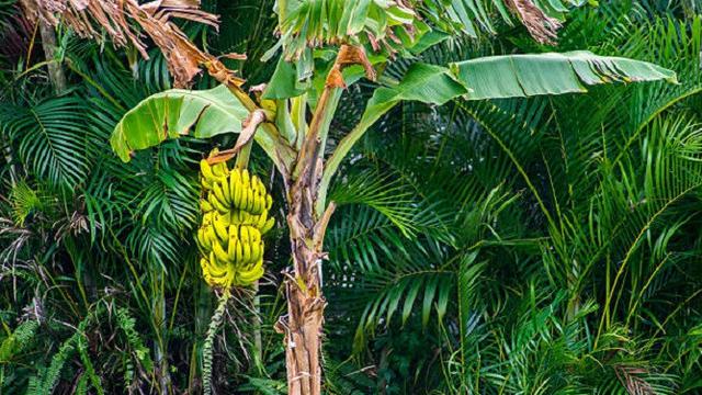 Ciri khas pokok pisang