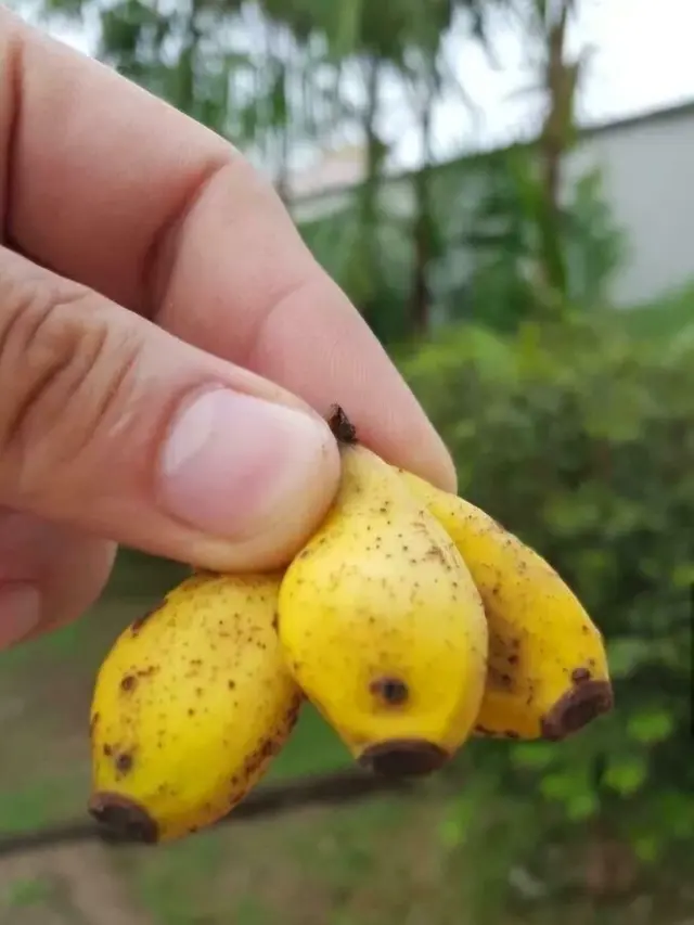 6 Potret Buah Hasil Panen Berukuran Super Mini, Bikin Heran Tukang Kebun