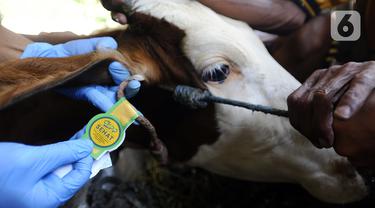 FOTO: Vaksinasi PMK untuk Hewan Ternak di Bogor