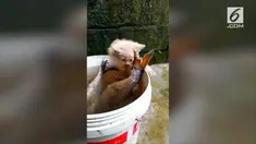 Aksi menggemaskan seekor anak kucing mencuri ikan yang lebih besar dari tubuhnya. Momen ini terjadi di Kota Nanyang, Provinsi Henan, China.
