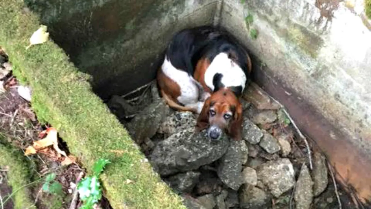 Hilang Selama Seminggu, Anjing Ini Menjagai Temannya