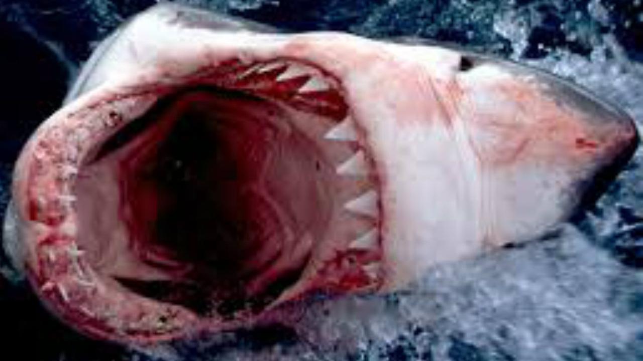 Hiu Sirip Hitam Ditinju Remaja 14 Tahun Saat Selancar