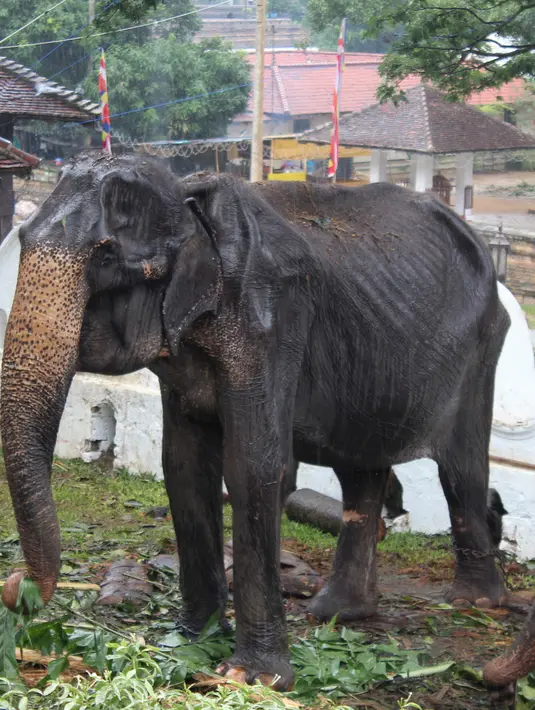Gajah kurus bernama Tikiri memakan tumbuh-tumbuhan di Kuil Gigi, Kandy, Sri Lanka, Selasa (13/8/2019). Gajah malang tersebut menjadi sorotan setelah fotonya saat sedang parade dalam Festival Perahera viral di media sosial (medsos). (STR/AFP)