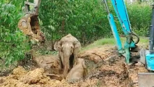Gajah Seruni dibantu alat berat perusahaan di Kabupaten Siak menyelamatkan anaknya dari parit berlumpur.