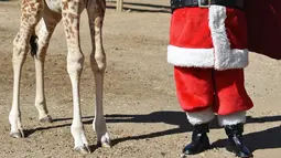 Seorang petugas berkostum Sinterklas kepada bayi jerapah bernama Fito sebagai bagian dari tradisi Natal di La Aurora Zoo, Guatemala City pada Kamis (19/12/2019). Hari Natal yang jatuh pada 25 Desember membuat sejumlah kebun binatang turut merayakannya dengan cara yang unik. (Orlando  ESTRADA/AFP)