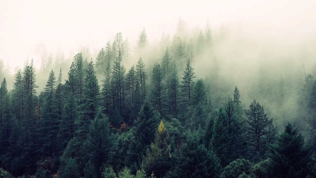 Hutan