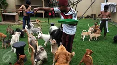 Sebuah rumah di perumahan Ganda Asri 2, Tangerang, riuh dengan suara gonggongan puluhan ekor anjing yang terdapat di dalamnya. Para anjing dan kucing di rumah itu tampak terawat dan memberi kesan ramah terhadap tamu yang datang. (Liputan6.com/Johan Tallo)
