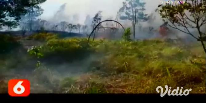 VIDEO: Kawasan Hutan Gunung Welirang Terbakar Ratusan Hektar