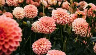 7 Cara Merawat Dahlia agar Rajin Berbunga, Jangan Sampai Salah Menyiram