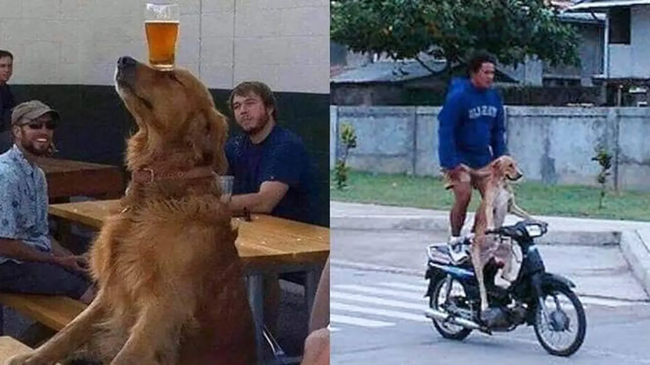 8 Potret Kocak Anjing Saat Asyik Main Ini Bikin Tepuk Jidat
