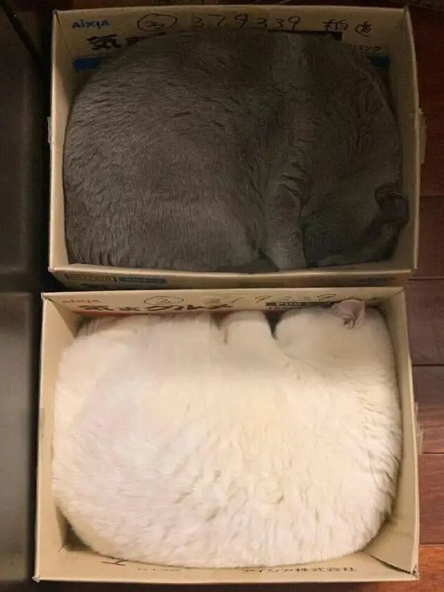 10 Potret Ini Buktikan Kucing Mampu Tidur di Mana Saja, Nyaman Banget