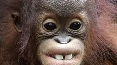 Khansa, orangutan Australia berusia delapan bulan yang terancam punah menunjukkan dua gigi depannya, di Kebun Binatang Singapura, Kamis, (11/1). Ini adalah kelahiran orangutan ke-46 yang terjadi di kebun binatang. (AP Photo/Wong Maye-E)