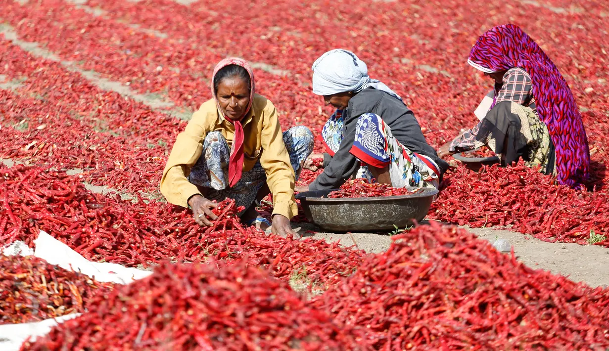 Sejumlah perempuan India mengupas tangkai cabai merah di sebuah lahan pertanian di Desa Shertha, dekat Gandhinagar, 25 Maret 2018. Ribuan cabai menciptakan karpet yang menakjubkan berwarna merah. (AP Photo/Ajit Solanki)