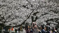 Potret Semarak Musim Sakura di Tokyo Jepang, Turis Asing dan Warlok Berebut Momen Indah