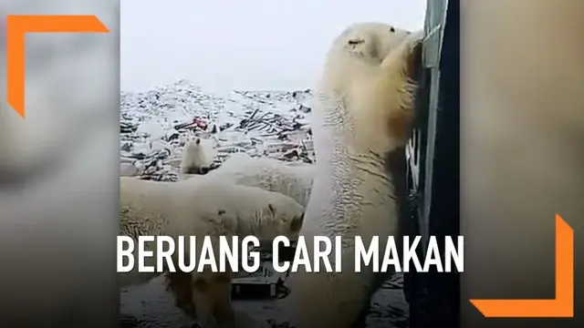 Seorang warga merekam momen saat beberapa beruang kutub mendekati pemukiman warga dan mencari makanan dari tumpukan sampah.