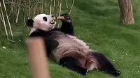 Peminjaman Panda Pererat Hubungan Tiongkok-Belgia 