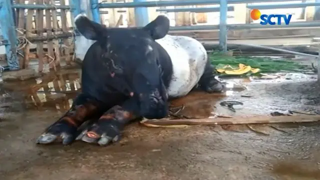 Warga Kota Pinang Dikejutkan Temuan Tapir Langka