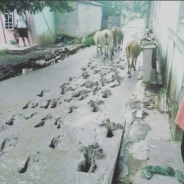 6 Potret Hewan Terobos Cor Beton yang Masih Baru Ini Bikin Kesal
